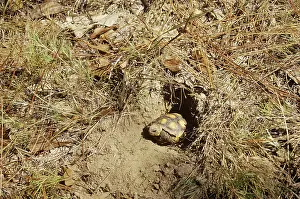Leaving: Gopher Tortoise