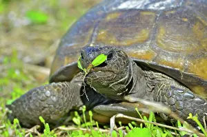 Gopher: Gopher Tortoise