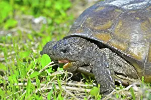 Gopher: Gopher Tortoise