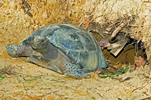 Gopher: Gopher Tortoise In Burrow
