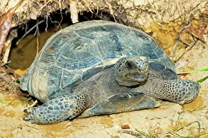 Gopher: Gopher Tortoise In Burrow