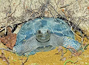 Gopher: Gopher Tortoise In Burrow