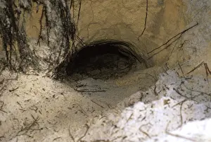 Gopher: Gopher Tortoise Burrow