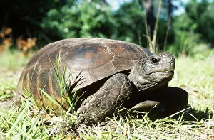 Gopher: Gopher Tortoise (Gopherus polyphemus)