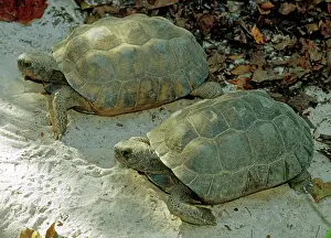 Gopher: Gopher Tortoises
