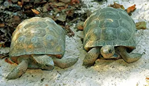 Gopher: Gopher Tortoises