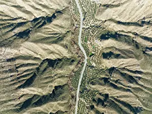 Olea: The Gor river valley is grown with cultivated olive