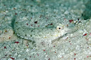 Beacon: Goram Dragonet camouflaged in sand