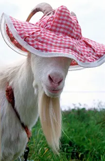 Fashion: Gordon the Goat wearing a pink floppy hat looking cute