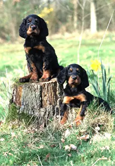 Setter: GORDON SETTER DOG - puppies x two on tree stump