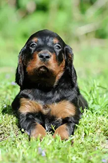 Setter: Gordon Setter, puppy 6 weeks, lies in meadow