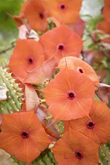 Thorns: Gordons Hoodia (Hoodia gordonii) flowers. Nitani