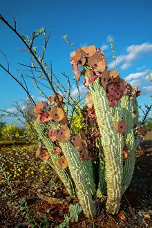 Thorns: Gordons Hoodia (Hoodia gordonii) growing amongst