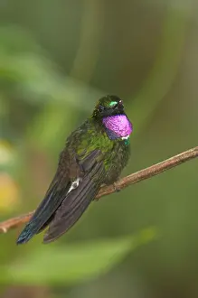 Humid: Gorgeted Sunangel (Heliangelus strophianus)