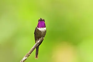 Ecuadorian: Gorgeted Sunangel (Heliangelus strophianus) adult