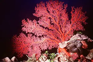 Textures: GORGONIA CORAL