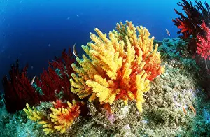 Algae: GORGONIAN CORAL