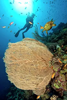 Sinai: Gorgonian fan coral (Subergorgia hicksoni-mollis