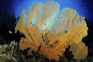 Gorgonia: Gorgonian fan, Subergorgia mollis, Walindi, West New Britain
