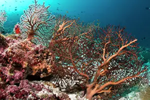 Fans: Gorgonian Sea Fan