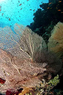 Mollis: Gorgonian Sea Fan
