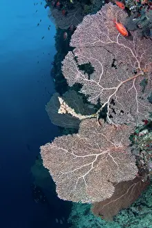 Fans: Gorgonian Sea Fan at Brocken Thila
