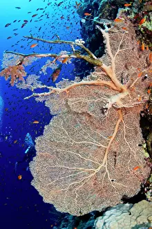 Mollis: Gorgonian Sea Fan - damaged