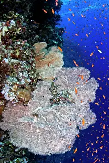 Anthias: Gorgonian Sea Fan - Scalefin Anthias (Pseudanthias