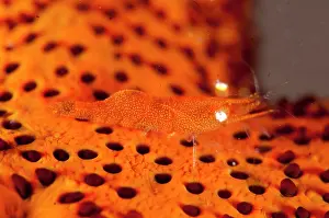 Starfishes: Gorgonian Shrimp