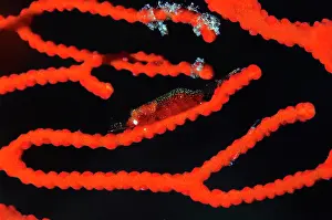 Shrimp: Gorgonian Shrimp
