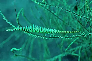 Hundreds: Gorgonian Shrimp - carring hundreds of eggs along