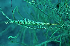Hundreds: Gorgonian Shrimp - carrying hundreds of eggs on