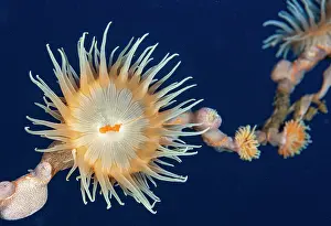 Iles: Gorgonian Wrapper Anemone (Nemanthus annamensis)