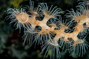 Vent: Gorgonian Wrapper Anemone (Nemanthus annamensis)