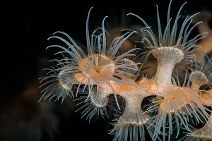 Vent: Gorgonian Wrapper Anemone (Nemanthus annamensis)