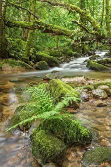 Leafy: Gorgua river through Atlantic forest - Galicia, Spain