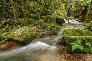 Leafy: Gorgua river Ourense, Galicia, Spain