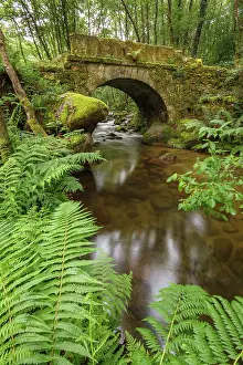 Leafy: Gorgua river Ourense, Galicia, Spain