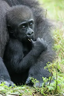 Anthropomorphic: Gorilla - baby animal sucking thumb, distribution
