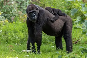 Gorilla: Gorilla (Gorilla gorilla), female and young