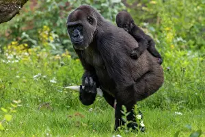 Gorilla: Gorilla (Gorilla gorilla), female and young