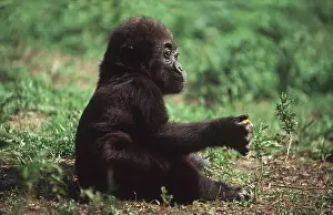 Chris Martin Bahr: GORILLA - juvenile sits with food