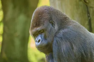 Apes: A gorilla with a menacing expression near a tree