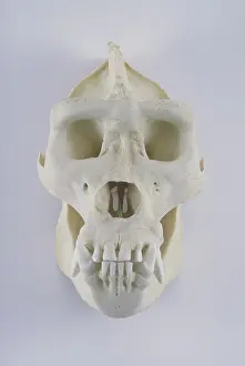 Skeletons: Gorilla Skull
