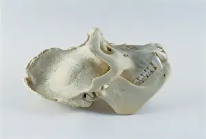 Cast: Gorilla skull