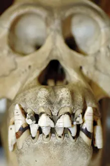 Incisor: Gorilla - skull and incisor teeth