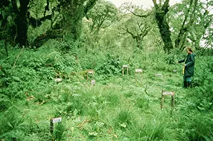 Cemetry: The Gorilla Story - Cemetry of Gorillas where Dian