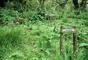 Cemetry: The Gorilla Story - Mountain Gorilla Cemetry where