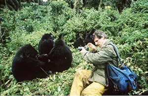 Tourists: Gorillas - being photographed
