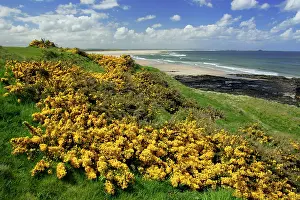 Ulex: Gorse Blosssom - bushes growing along coastline